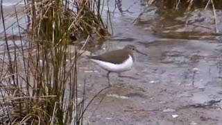 Common Sandpiper at Hayle Estuary in Cornwall  Chevalier guignette [upl. by Coulter428]