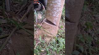 Cutting albasia wood chainsawstihl shorts [upl. by Atteve]