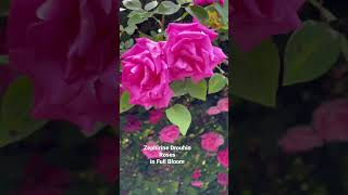 Zephirine drouhin Climbing rose in full bloom  What’s blooming in May Garden  Zone 6B BGH [upl. by Eentihw238]