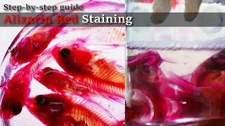 03R Scale solution Alizarin Red Staining Stepbystep guide 2023 1130 03 RedC [upl. by Auginahs]