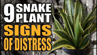 9 Snake Plants Signs Your Houseplant Is Giving You  Sansevieria Houseplant Care [upl. by Gnal]