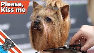 Yorkie grooming tutorial [upl. by Sellma674]