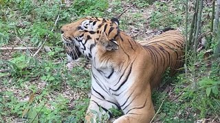 Tiger Lion at Bannerghatta National Park [upl. by Alehc]