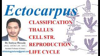 Ectocarpus Life Cycle OCCURRENCE THALLUS STRUCTURE CELL STRUCTURE REPRODUCTION LIFE CYCLE [upl. by Fini]