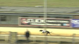 Greyhound 2024 10112024 Trial 3 [upl. by Ityak]