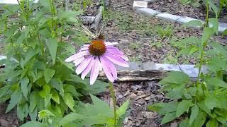 Echinacea Purple Coneflower from seed to seedling to plant to flowers to transplant [upl. by Werby]