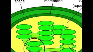 Cell Biology  Ch10  Plastids Chloroplast [upl. by Anavahs]