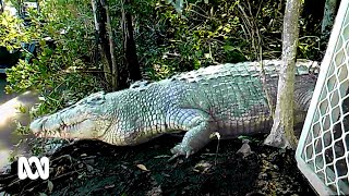 Trapping and tracking crocodiles near Airlie Beach  ABC Australia [upl. by Fadden52]