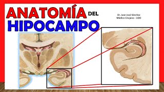 🥇 Anatomía del HIPOCAMPO ¡Explicación Fácil y Sencilla [upl. by Iturhs]