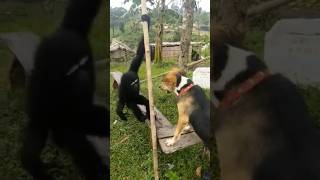 A Hoolock Gibbon of Meghalaya playing with a dog wildlife hoolockgibbon meghalaya garohills [upl. by Elish]