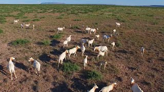 Scimitar Oryx Herd in Texas  Extinct in the wild [upl. by Vida]