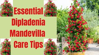 Dipladenia Mandevilla Care Tips A Complete Guide [upl. by Ilan]