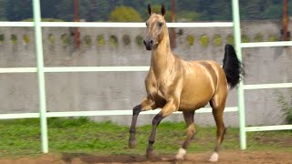 The beauty of akhalteke horses [upl. by Cecile]