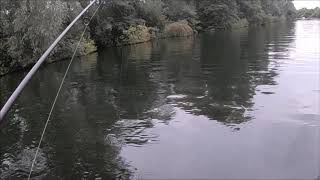 Perch fishing on the River Bure Wroxham [upl. by Bradney334]