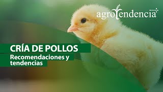 Cría de pollos  Sistemas y manejo agronómico [upl. by Meyer]