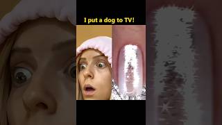 I put a dog to TV funny funnyvideo foryou mystorytime vlog storytimevlog storytime fyp [upl. by Asle]