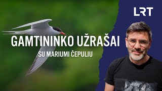 Gamtininko užrašai Žuvėdrų lizdus ant namų stogų stebėjęs Čepulis šie paukščiai nėra svetingi [upl. by Muldon82]