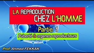 LA REPRODUCTION CHEZ LHOMME  Partie 1 Puberté amp Organes génitaux  Prof Ahmed FEKKAK [upl. by Nivad]