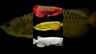 Arowana 🐠 Scleropages formosus [upl. by Ogram283]