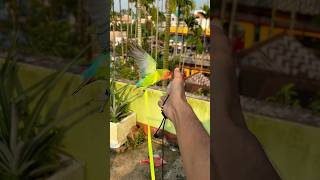 Love birds training🦜 Birds harness training birds parrot minivlog shortvideo shortvideo ￼ [upl. by Maddalena]