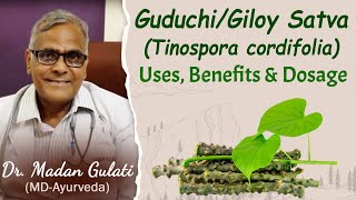 GuduchiGiloy SatvaTinospora cordifolia uses benefits and dosage  Dr Madan Gulati [upl. by Jeno]