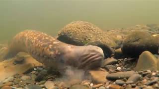 Sea lampreys Petromyzon marinus [upl. by Winonah]