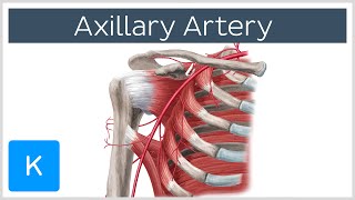 Axillary Artery  Location amp Branches  Human Anatomy  Kenhub [upl. by Hardej]