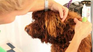 Royal Diamond Labradoodles Tips on Grooming the Earsmov [upl. by Yearwood312]