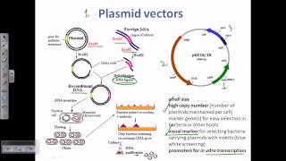 Plasmid as a cloning vector [upl. by Ihana]