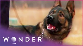 Dogs That Save Lives  K9 Mounties S1 EP1 [upl. by Esdras]