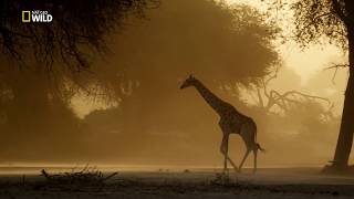 Namibya  Vahşi Yolculuk  Nat Geo Wild HD  Türkçe Belgesel [upl. by Eiresed]