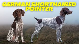 German Shorthaired Pointer  Top 10 FACTS about the BEST hunting dog [upl. by Yasdnil]