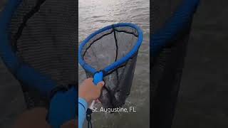 fishing kayakfishing kayak florida matanzas staugustine staugustinefl snook snookfishing [upl. by Anatak]