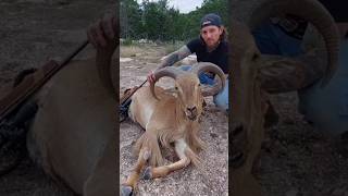 Put some FREERANGING texas meat on the table ol son hunt hunting aoudad wildlife outdoors [upl. by Hanoj20]