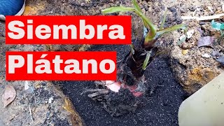 🍌 Cómo sembrar las Semillas de PLÁTANO 🍌 O GUINEO paso a paso en la HUERTA urbana 🍌 BANANO [upl. by Handal]