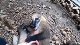 Super cute coati plays with caretaker just like a doggy [upl. by Rodrigo]