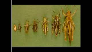 Life Cycle of a Grasshopper [upl. by Service]