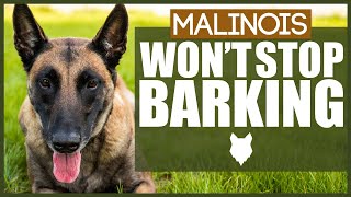 How To Stop Your BELGIAN MALINOIS Barking [upl. by Hannahoj]