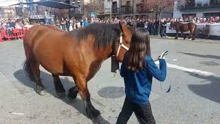 Concurso Caballar en Alsasua Crías de dos añosNavarra [upl. by Jez]