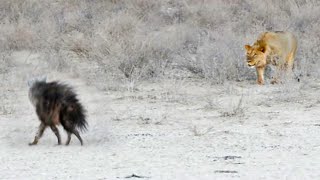 Hyena Walks Right Into 3 Male Lions [upl. by Emmie]