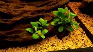 Presentazione  acquario tropicale dolce  Askoll Pure M Led v210 [upl. by Hollie]