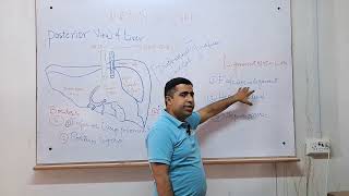 Part3 The Liver Anatomy [upl. by Eidde]