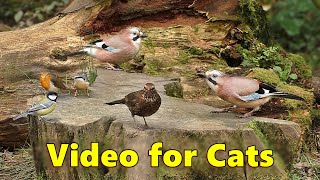 Videos for Cats TV  Bird Sounds in The Morning ⭐ 8 HOURS of Cat TV ⭐ [upl. by Adriane]