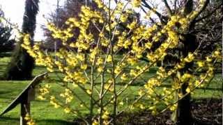 Hamamelis x intermedia Arnold Promise Witch Hazel [upl. by Dolan]