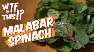 Malabar Spinach 2 Simple Recipes  WTF is this ep5 [upl. by Yebba]