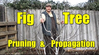 Fig Tree Pruning amp Propagation  All You Need To Know [upl. by Erdnoid]