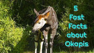 Okapi 5 Fast Facts [upl. by Atalee]