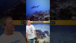 The My Dive Buddy the Shark Tshirt is here [upl. by Josephine1]