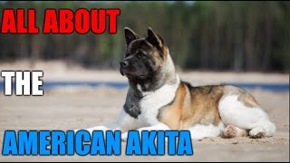 All About the American Akita Dog  Akita 101 [upl. by Braeunig]