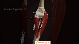 Anatomy of elbow joint \ Bones of arm🦴 shorts youtubeshorts [upl. by Lionel]